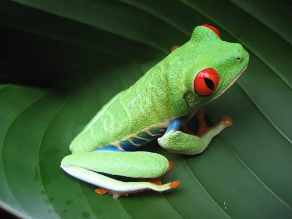 Costa Rica